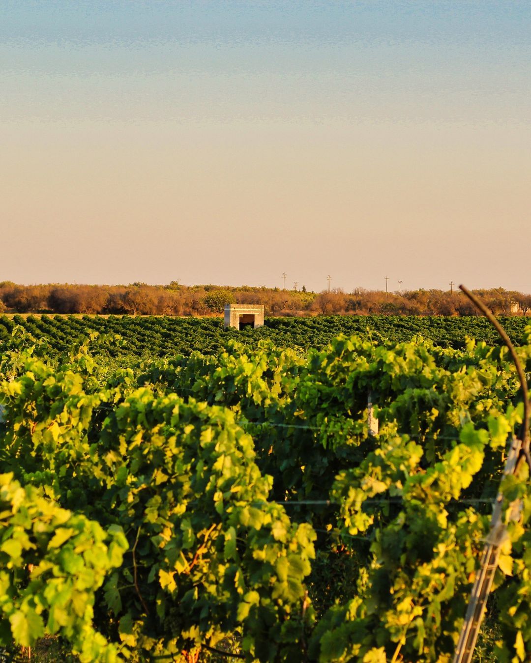 Get to know: Italian Wine