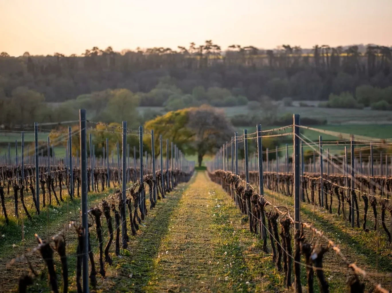 Black Chalk: The Hampshire Sparkling Wine Producer Redefining English Wine