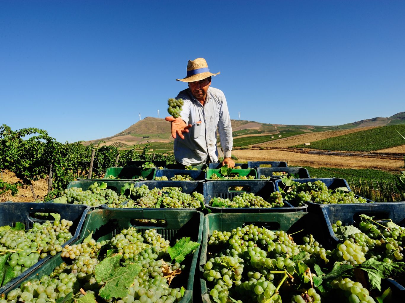 Why choose Organic wine? A Q&A with Sicilian Winery Cantine Rallo