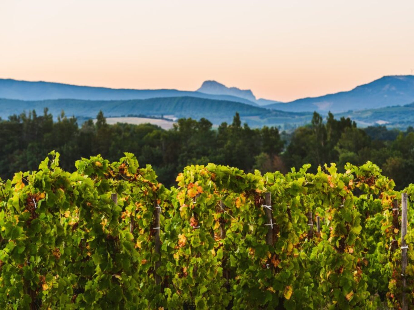 Domaine Gayda Vineyard skyline at sunset