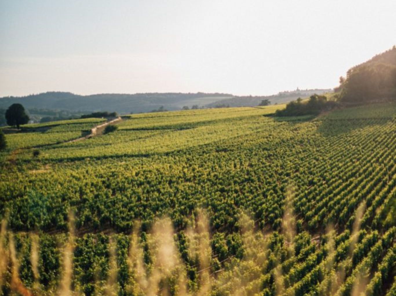 A Guide to Burgundy Wines