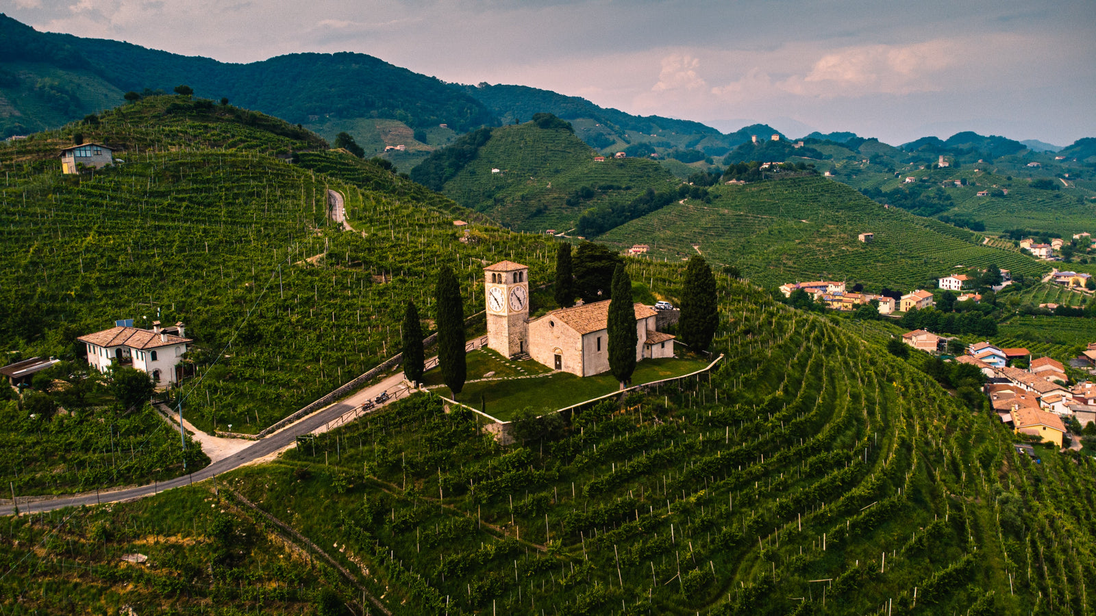 Veneto Vineyards