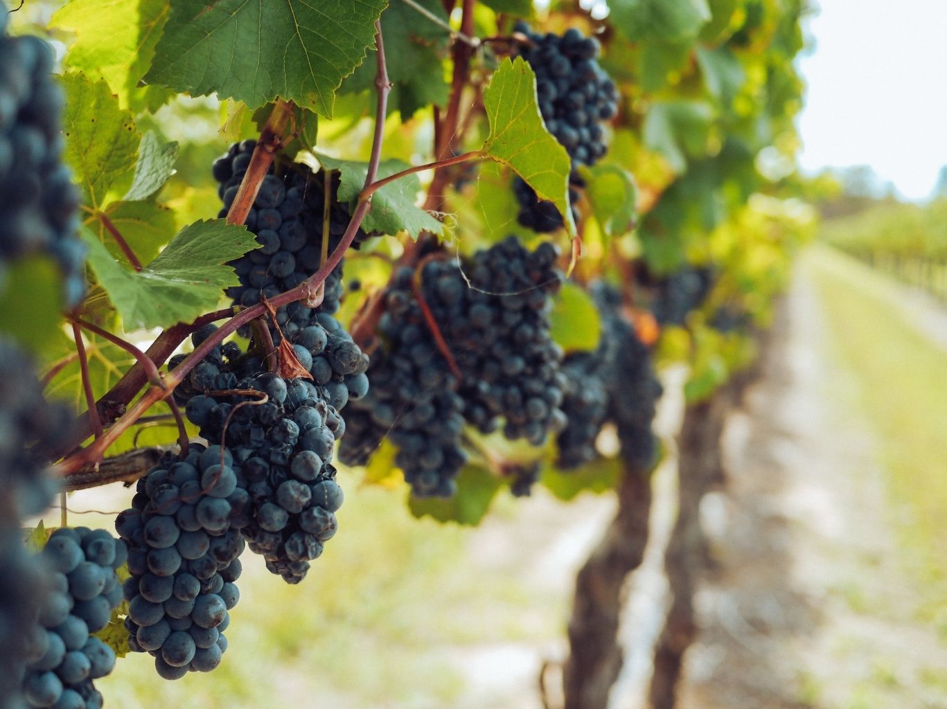 5 Best Merlots Under £20 (That Actually Deliver)