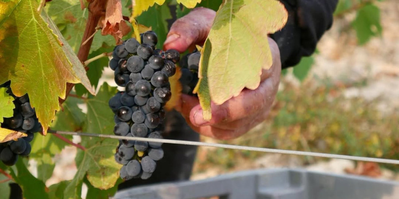 Find Your New Favourite... Syrah/Shiraz