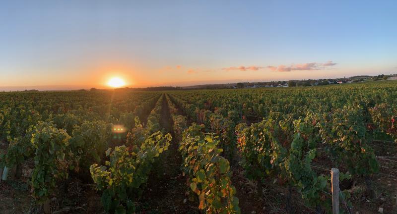 Domaine René Cacheux, Vosne-Romanée