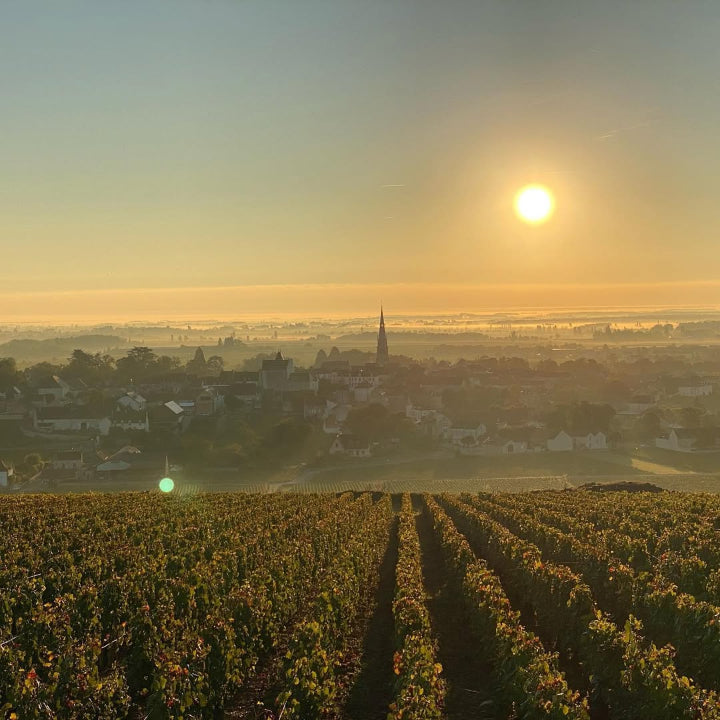 Domaine Sylvain Dussort, Meursault
