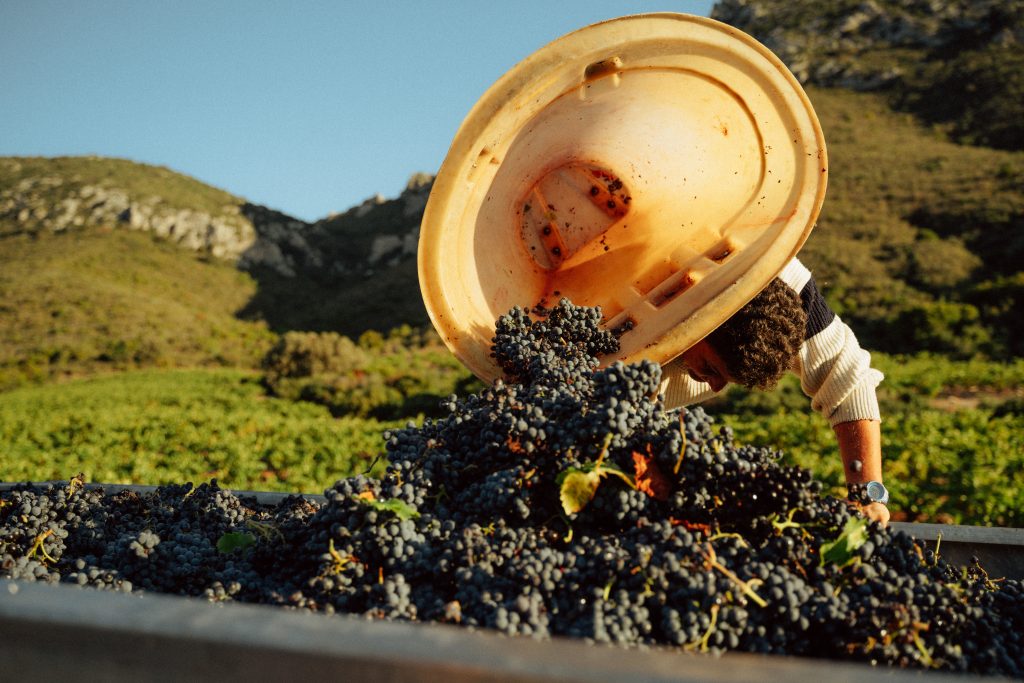 From Harvest to Glass - A Celebration of Autumn and the Magic of Wine