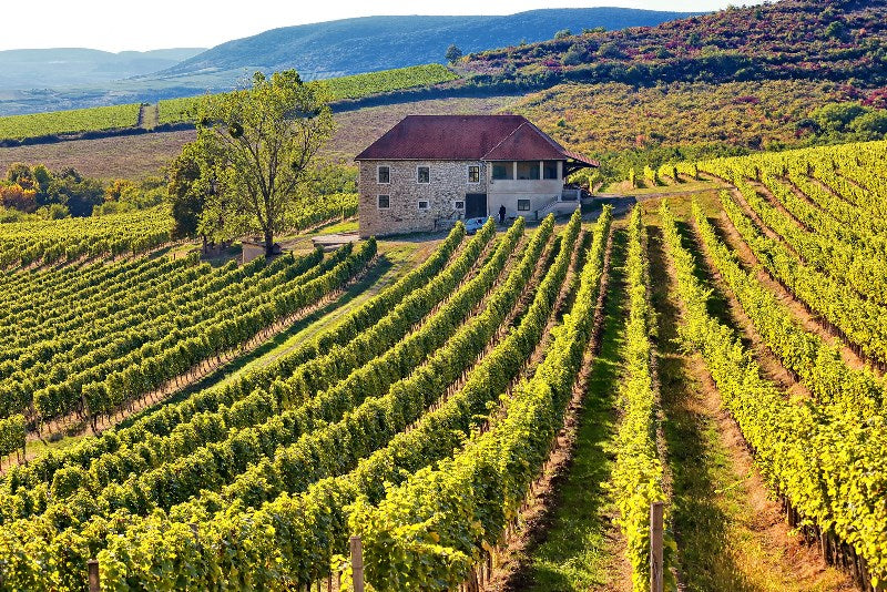 Spotlight on Hungarian Wine