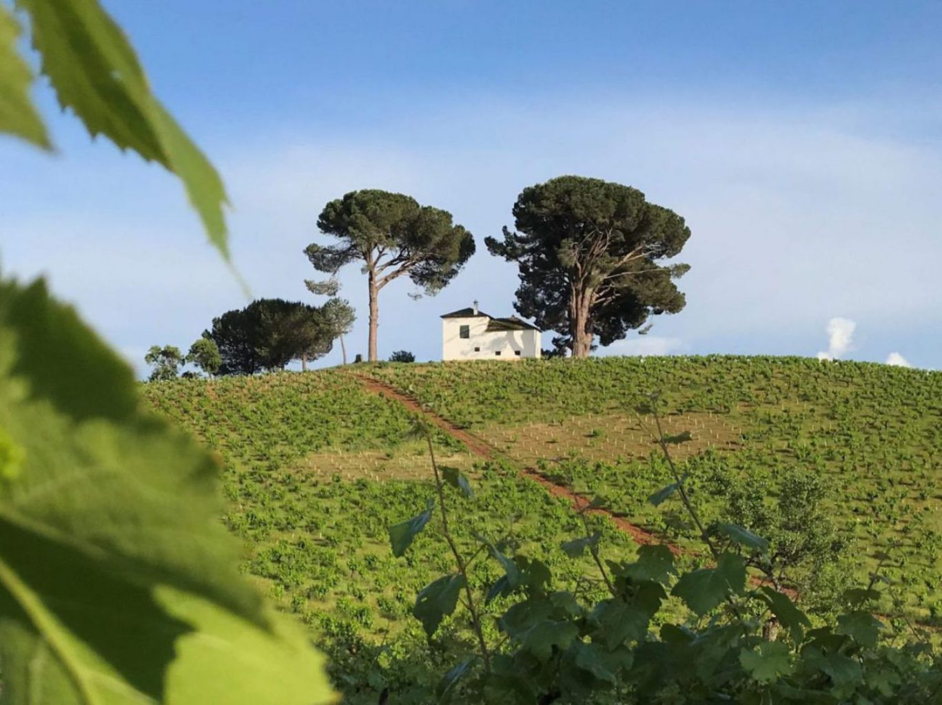 Cantarina: the singing cricket bringing Bierzo's old vineyards back in-house