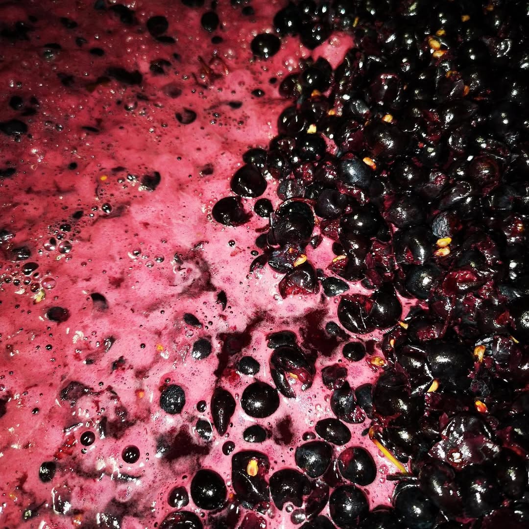 From Harvest to Glass: Fermentation 101