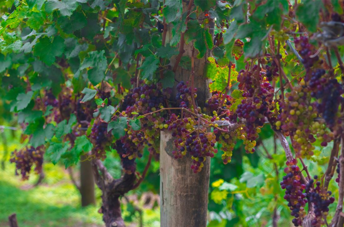 A portrait of Hans Herzog and his 'Grand Cru' Vineyards
