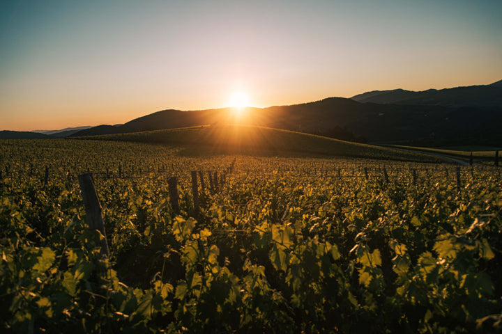 Find Your New Favourite... Pinot Grigio