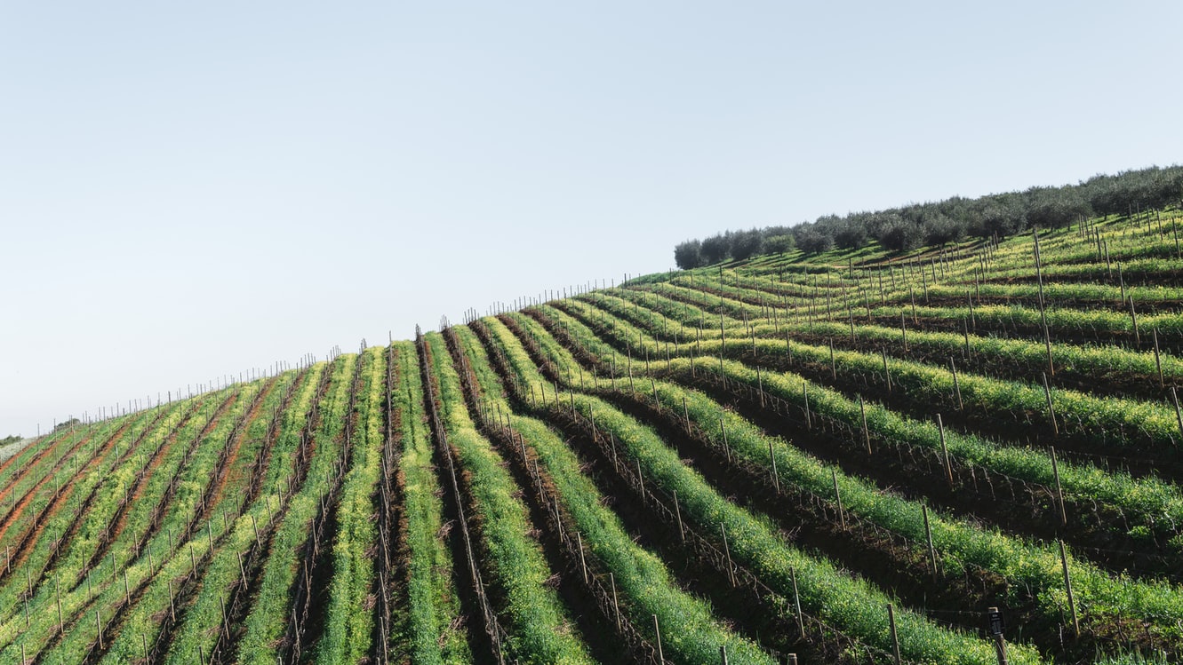 An exploration of the Elgin Valley with Idun Wines