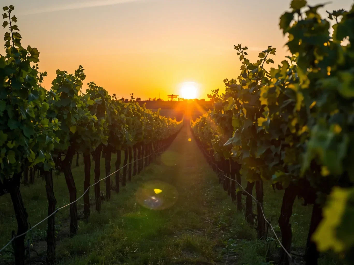 Meet Selladore: The Provence Rosé Estate Nobody’s Heard Of - Yet