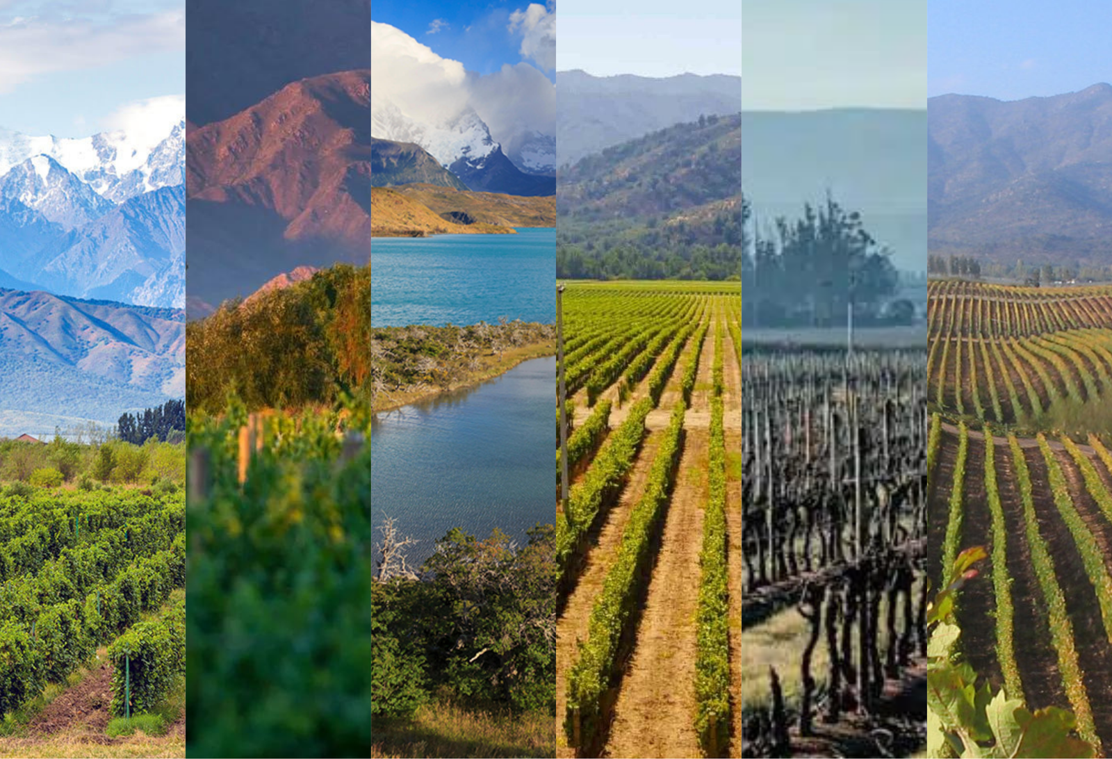 A Guide To South America Wines
