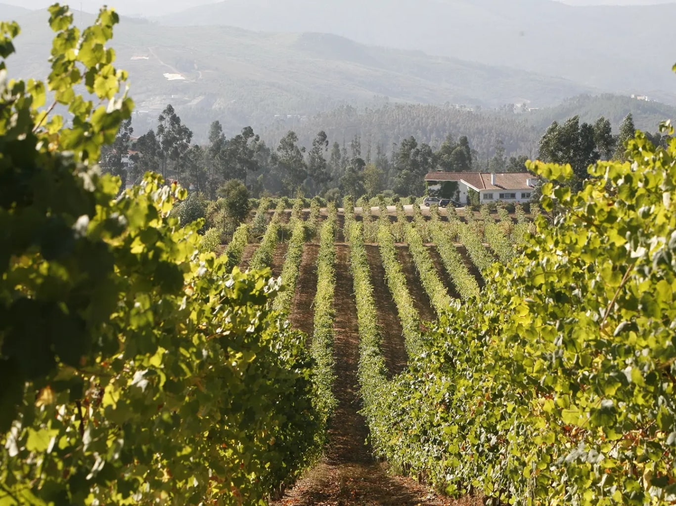 Vinho Verde Wine: Ancient Roots, Modern Pioneers, and Portugal’s Green Heart