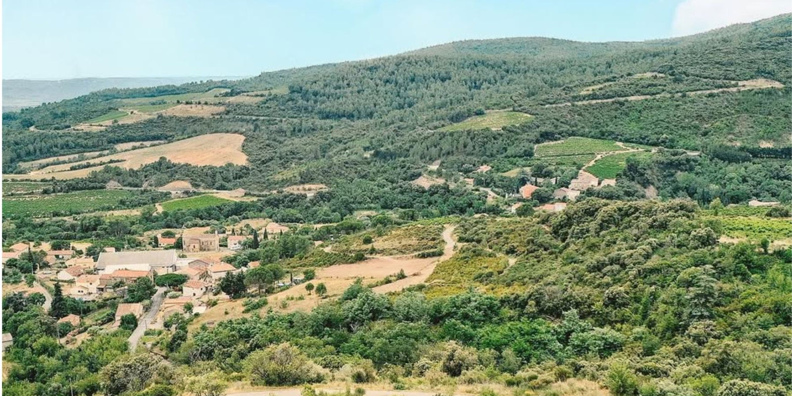 Meet Domaine de Cambis: Carignan from the Schist Hills of Berlou