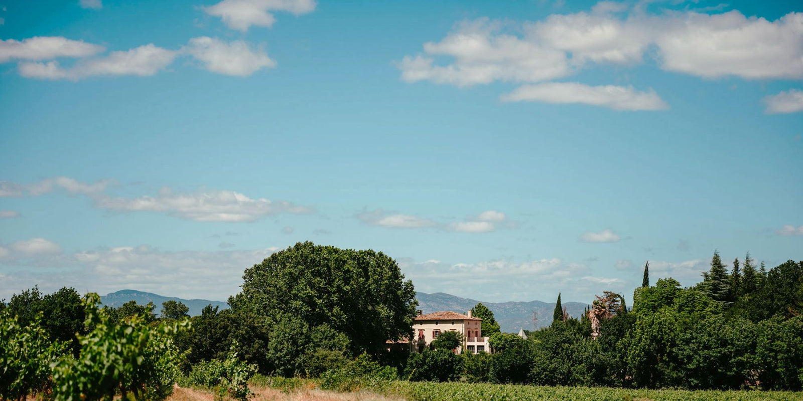 Meet Domaine de la Dourbie: Organic Wines and the Fight to Save Terret