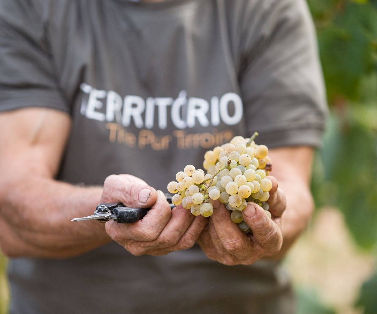 Soalheiro Alvarinho fruit