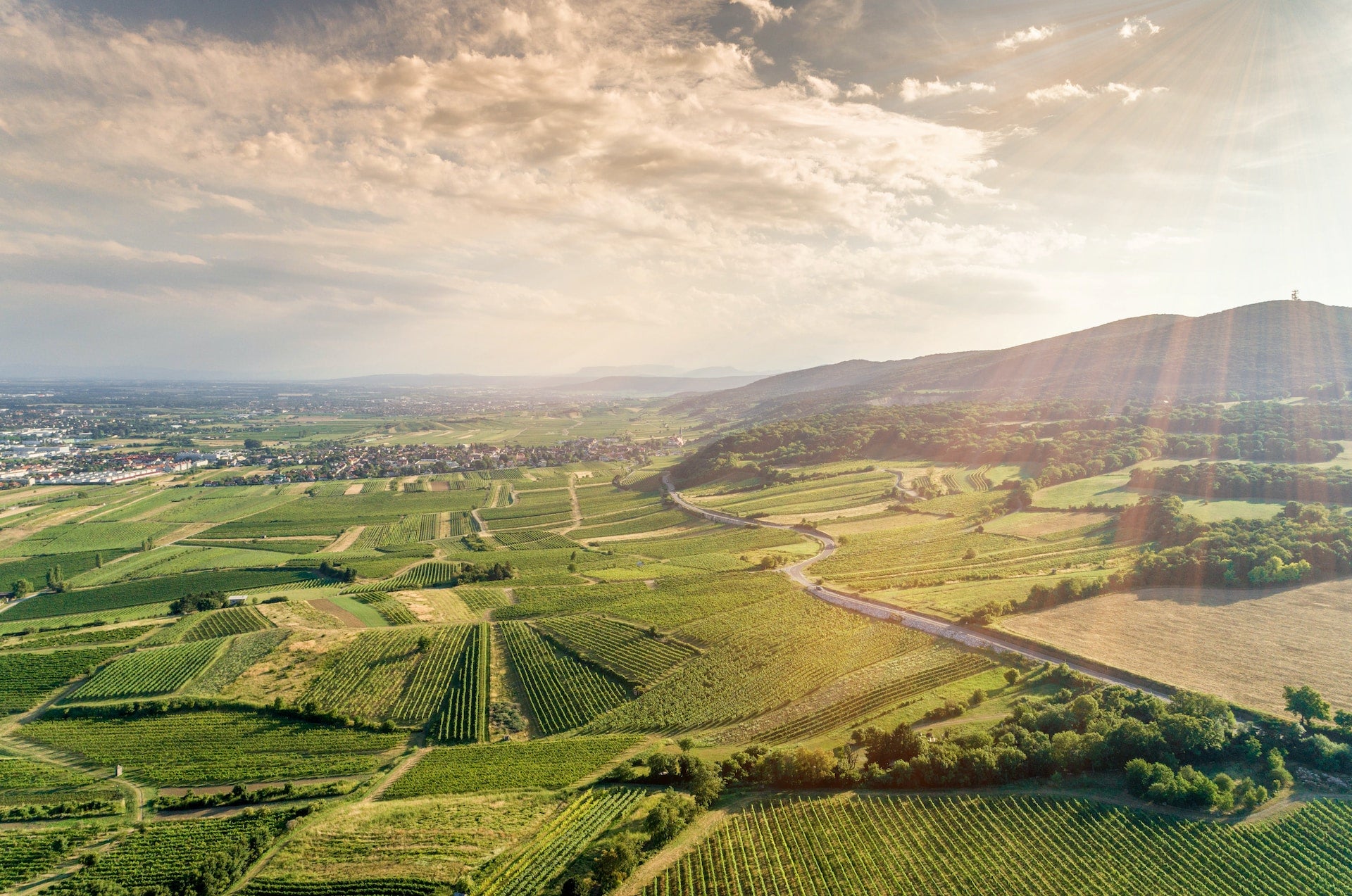 In Focus: Austrian Wine