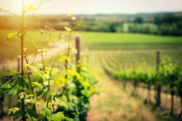 Find Your New Favourite... Syrah/Shiraz