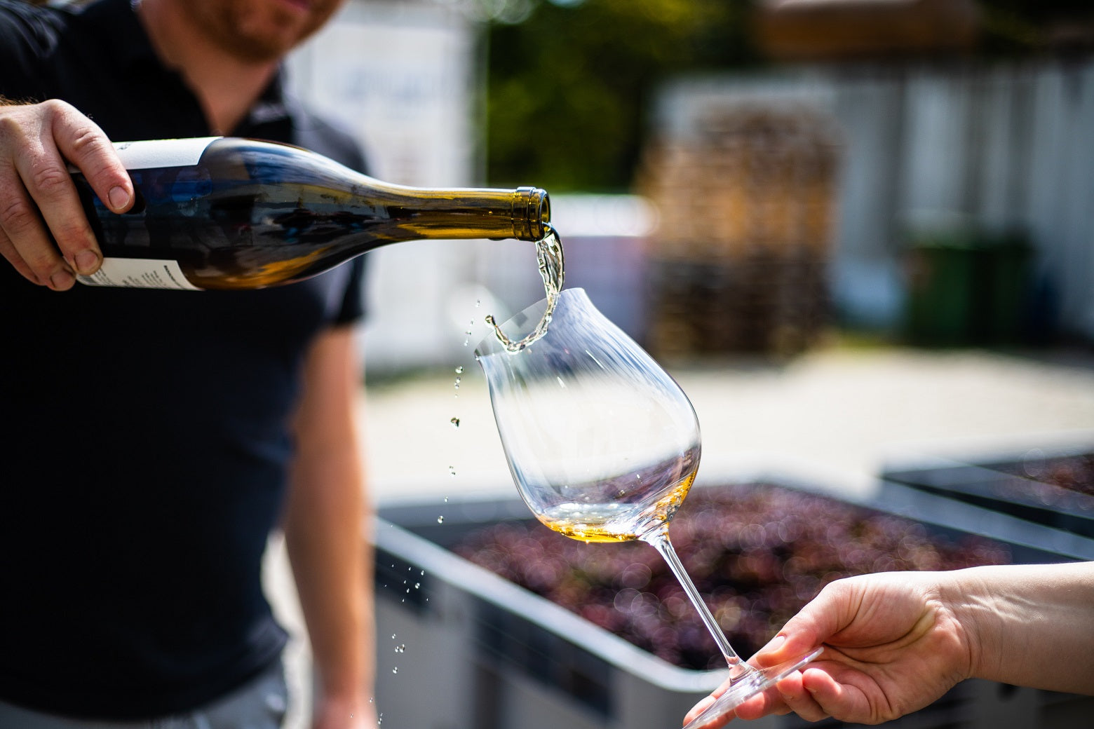 Back to School - What is Wine?