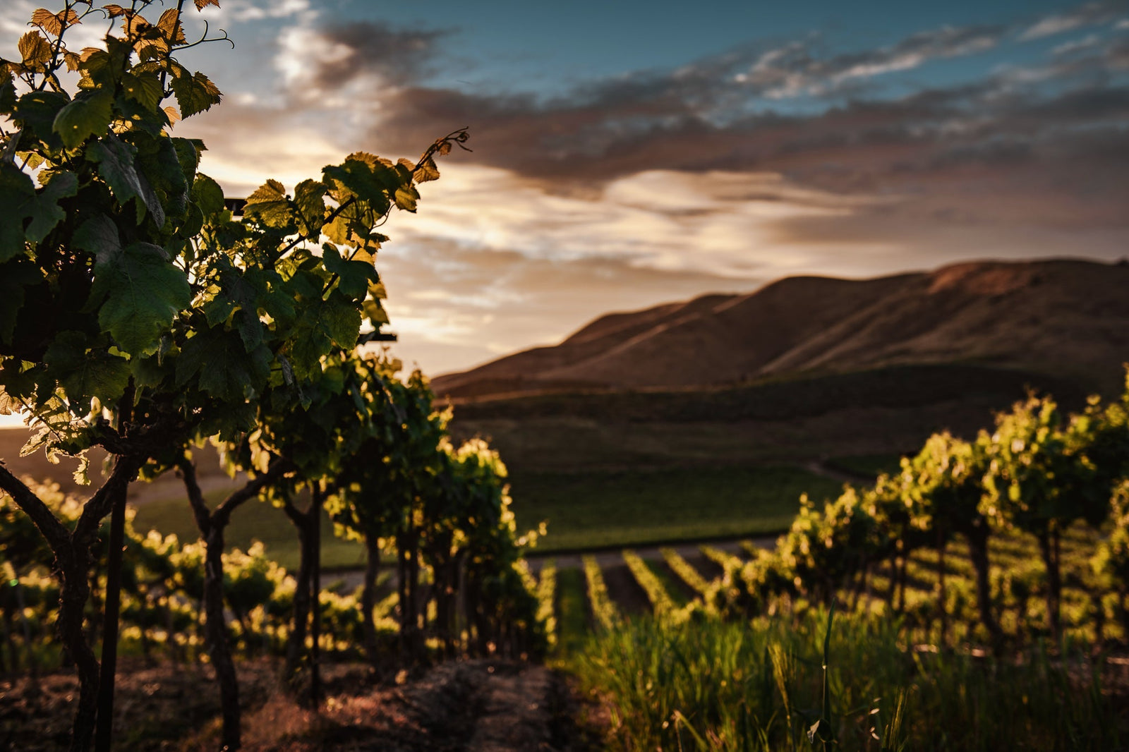The Rise Of Orange Wine: A Guide To The Best Orange Wine