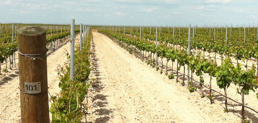 Get to know: Rueda - the home of Verdejo