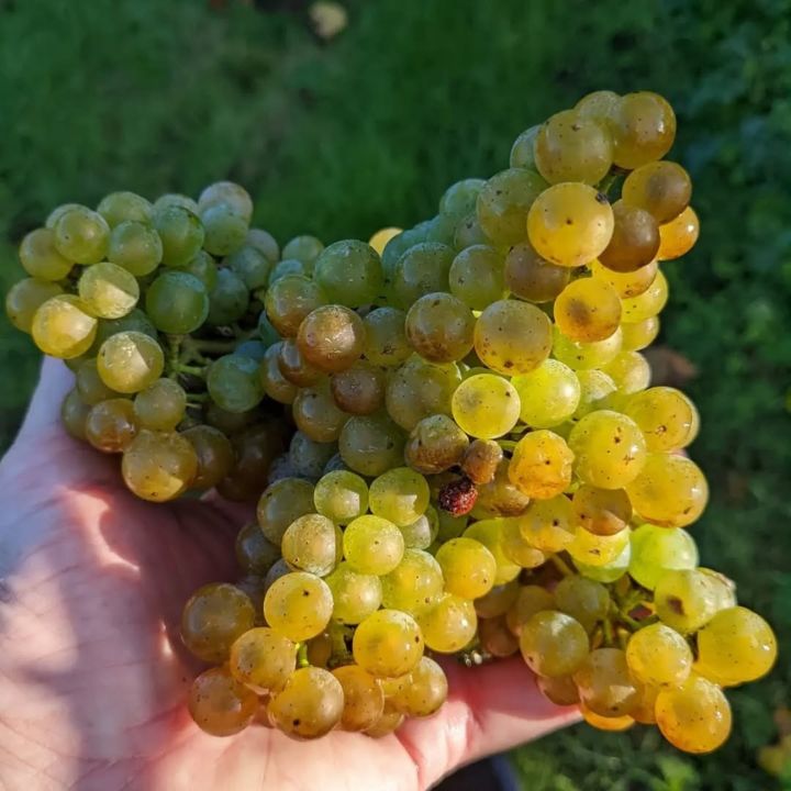 Ancre Hill, Orange Wine 2022