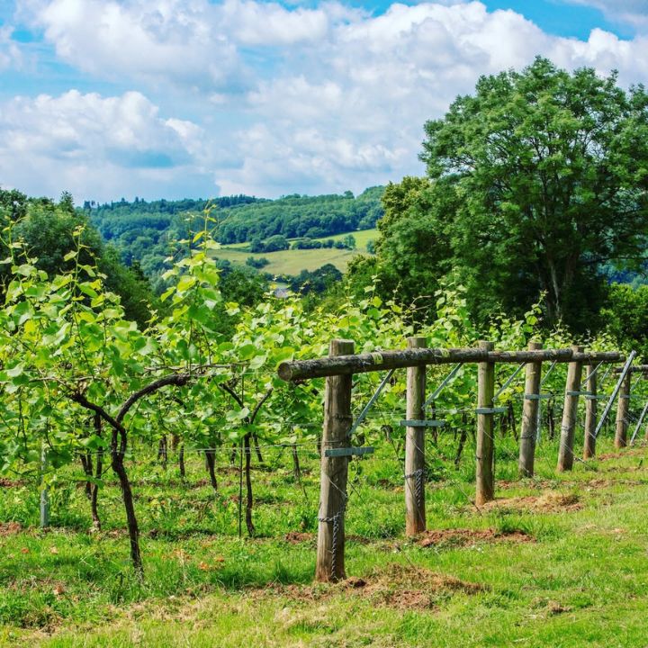 Ancre Hill, Orange Wine 2022