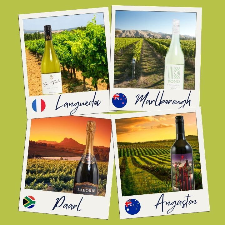 Polaroids of wines from the Languedoc-Roussillon, Marlborough, Paarl and Angaston in their vineyards
