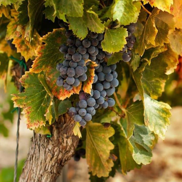 Cantine Pirovano, Beatrice Montepulciano d&#39;Abruzzo 2023