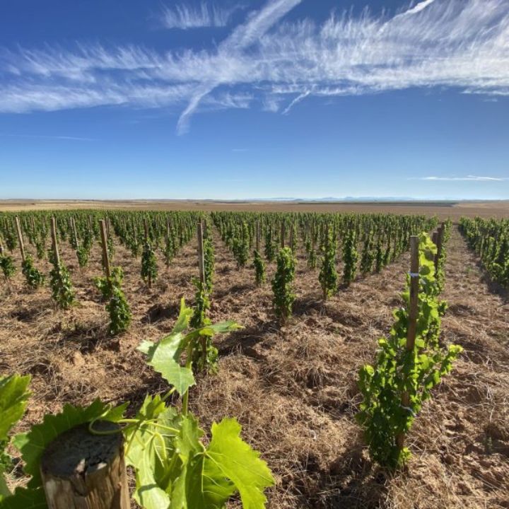 Bodega Félix Callejo