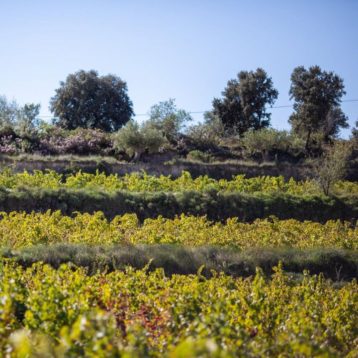 Lush green vineyard with trees in the background under a clear blue sky.