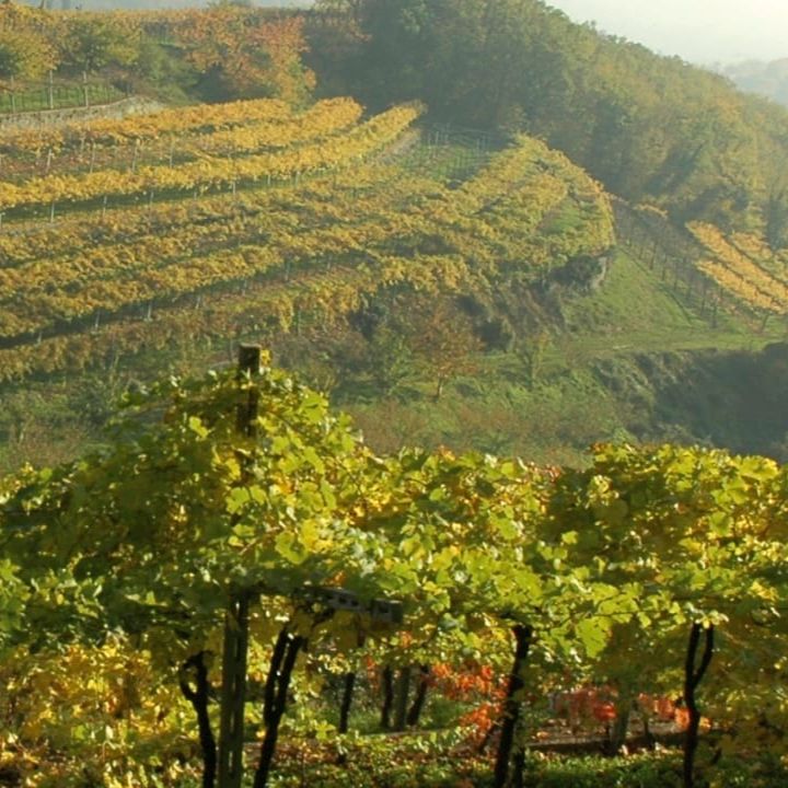 Vineyards on a hilly landscape with green and yellow leaves.