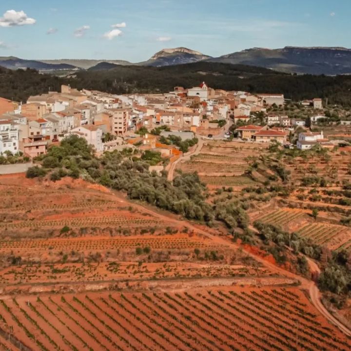 Celler Masroig, Les Sorts Jove Montsant 2024