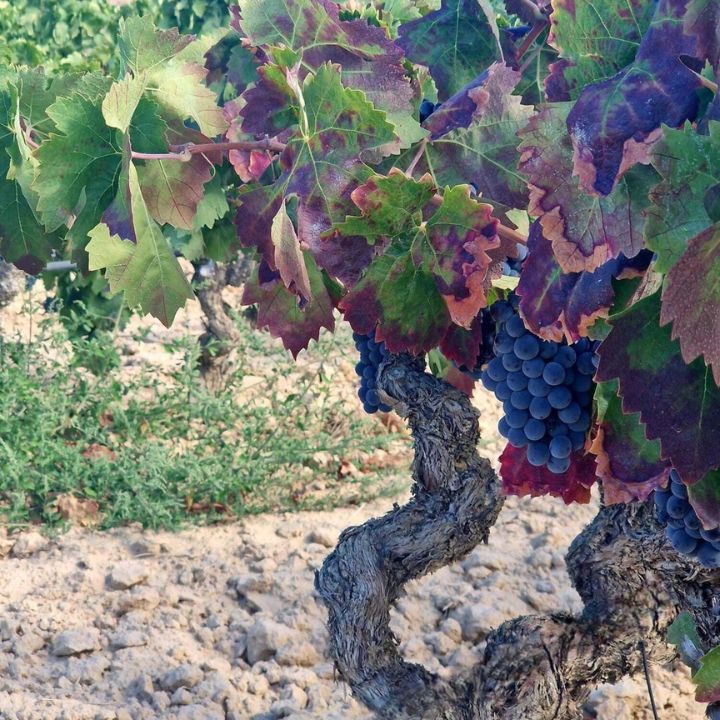 Celler Masroig, Les Sorts Jove Montsant 2024