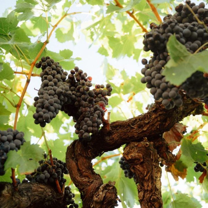 Clos del Rey, La Noia Rouge 2023
