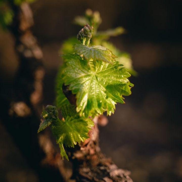 Clos del Rey, Sabina Blanc 2024