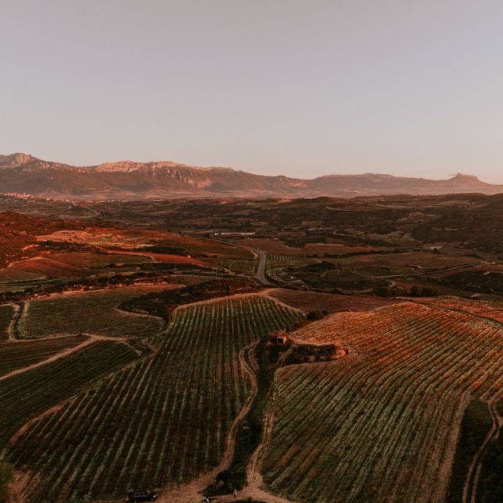 Cosme Palacio Vineyard Rioja Spain