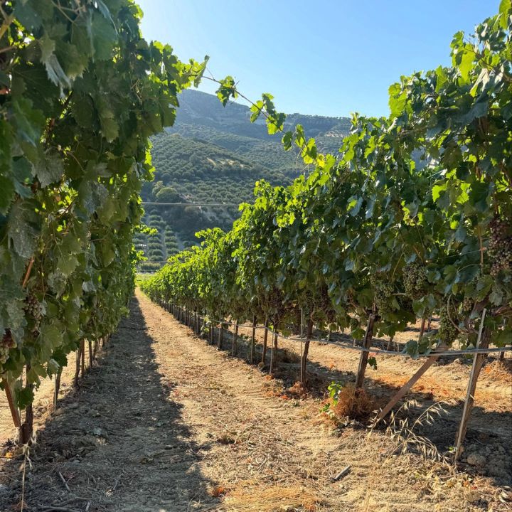 Diamantakis Vineyard with rows of grapevines under a clear blue sky