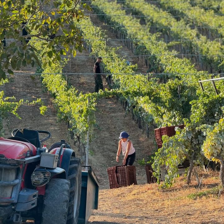 Diamantakis Vineyard with a tractor and workers carrying crates of grapes.