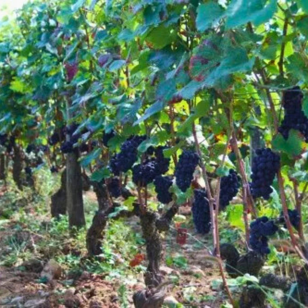 Domaine Remi Jeanniard, Morey-Saint-Denis 1er Cru Les Ruchots 2024