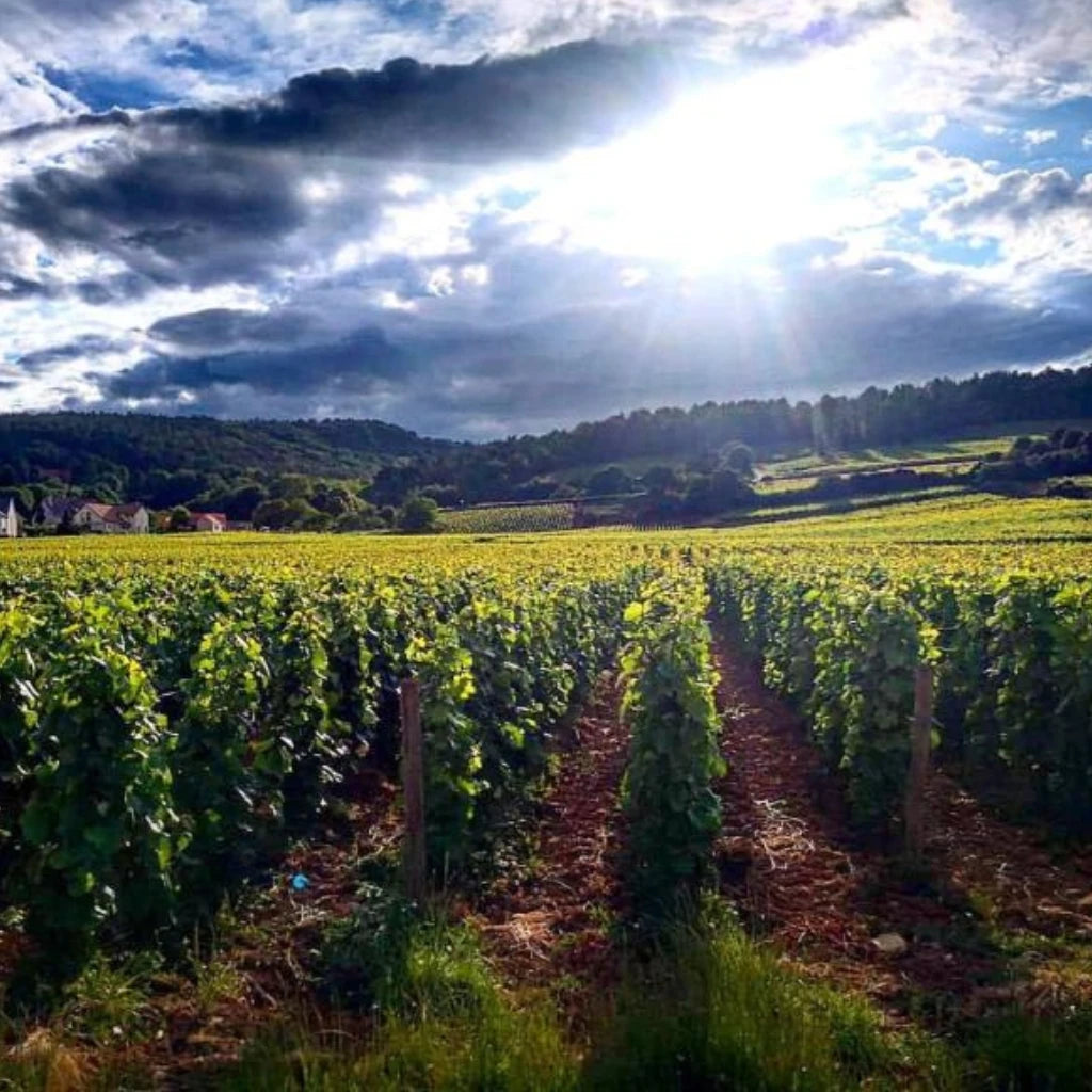 Rene Cacheux, Bourgogne Pinot Noir Les Champs d'Argent 2024