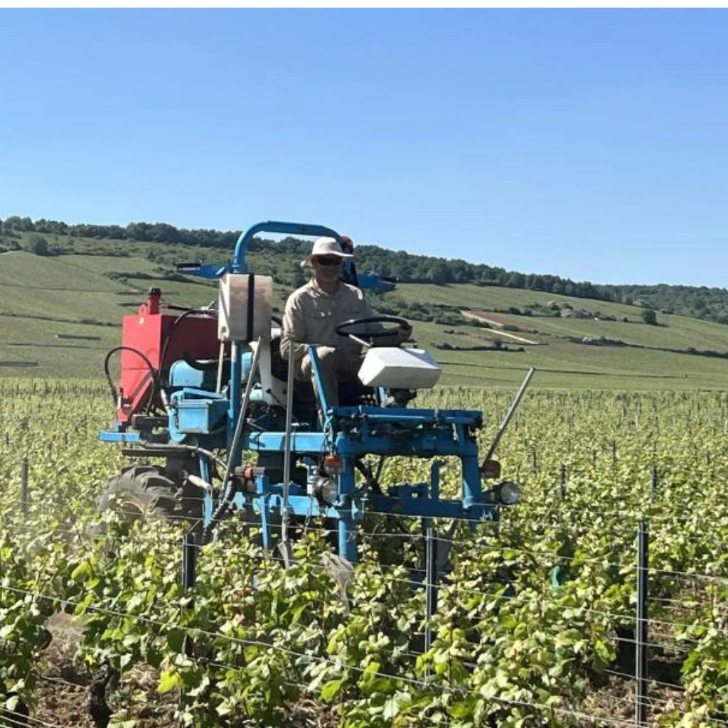 Rene Cacheux, Bourgogne Pinot Noir Les Champs d'Argent 2024