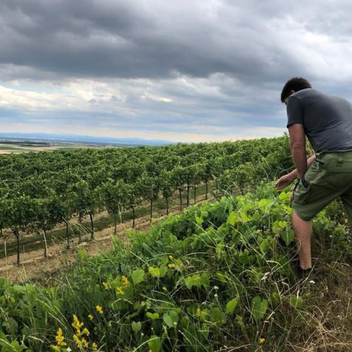 Bernhard Ecker looks out over his vineyard