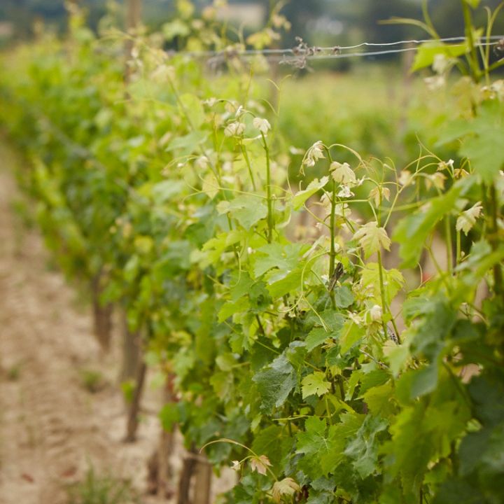 Domaine Gayda, En Passant White 2023