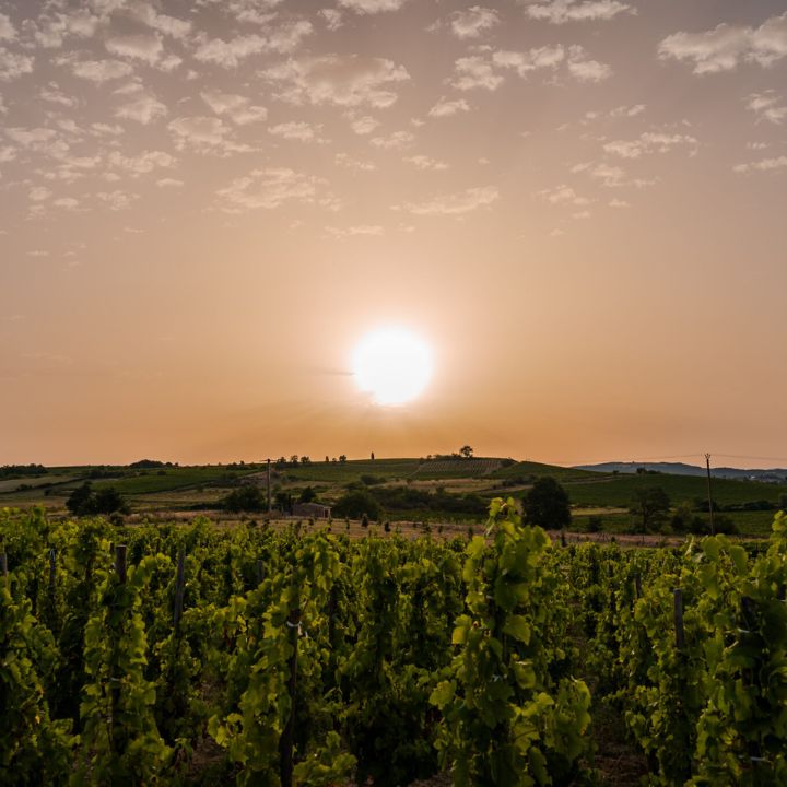Domaine Gayda, T&#39;air d&#39;Oc Sauvignon Blanc 2024
