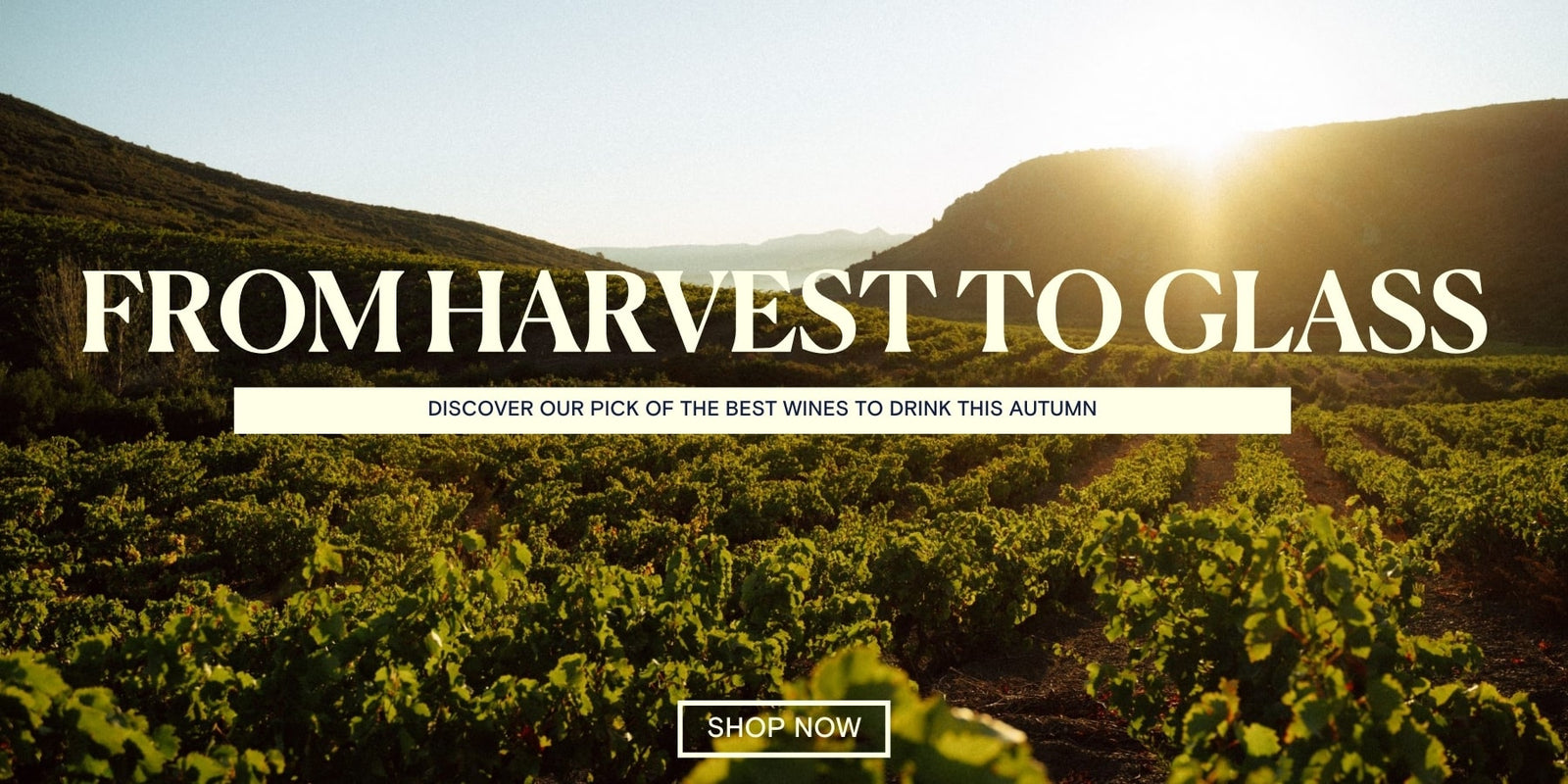 The Vineyards of Clos Del Rey in the Languedoc-Roussillon as the sun rises