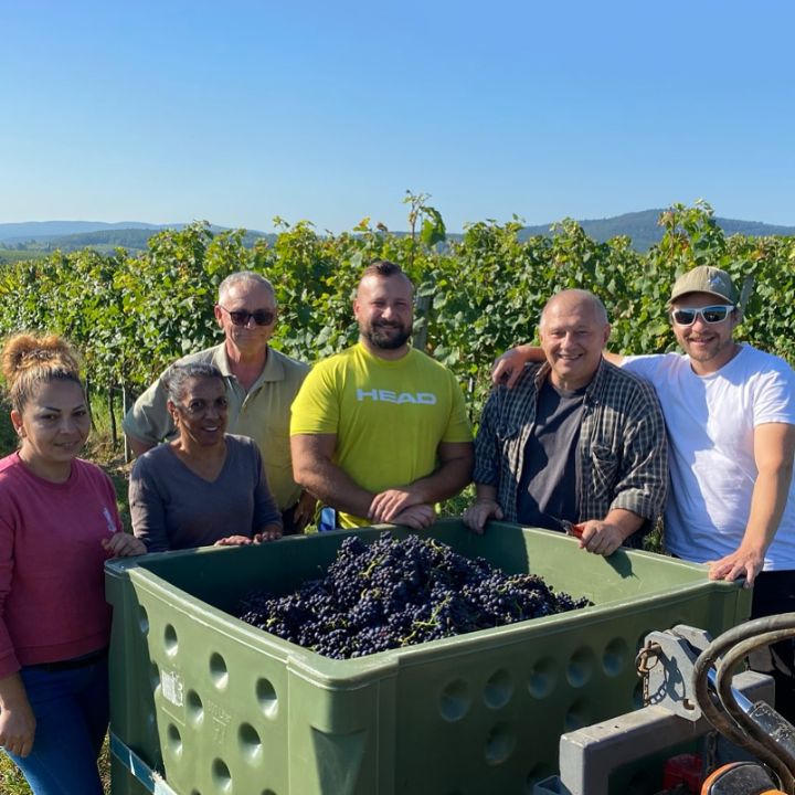 Group of people with a crate of grapes in a vineyard